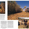 Australian Geographic photo sugar cane harvest harvest cattle feed harvesting crop